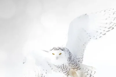 Cuento de invierno. El viaje de los buhos nivales (2014) Título original: A Winter's Tale: The Journey Of The Snowy Owls